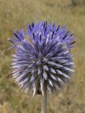 Echinops ruthenicus. Распускающееся соцветие. Крым, Арабатская стрелка, с. Соляное, обочина. 23 июля 2017 г.