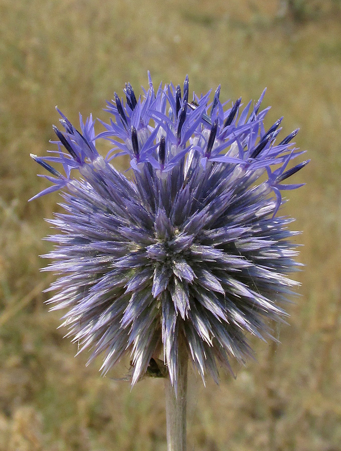 Изображение особи Echinops ruthenicus.