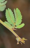 Calliandra californica