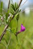 Vicia angustifolia