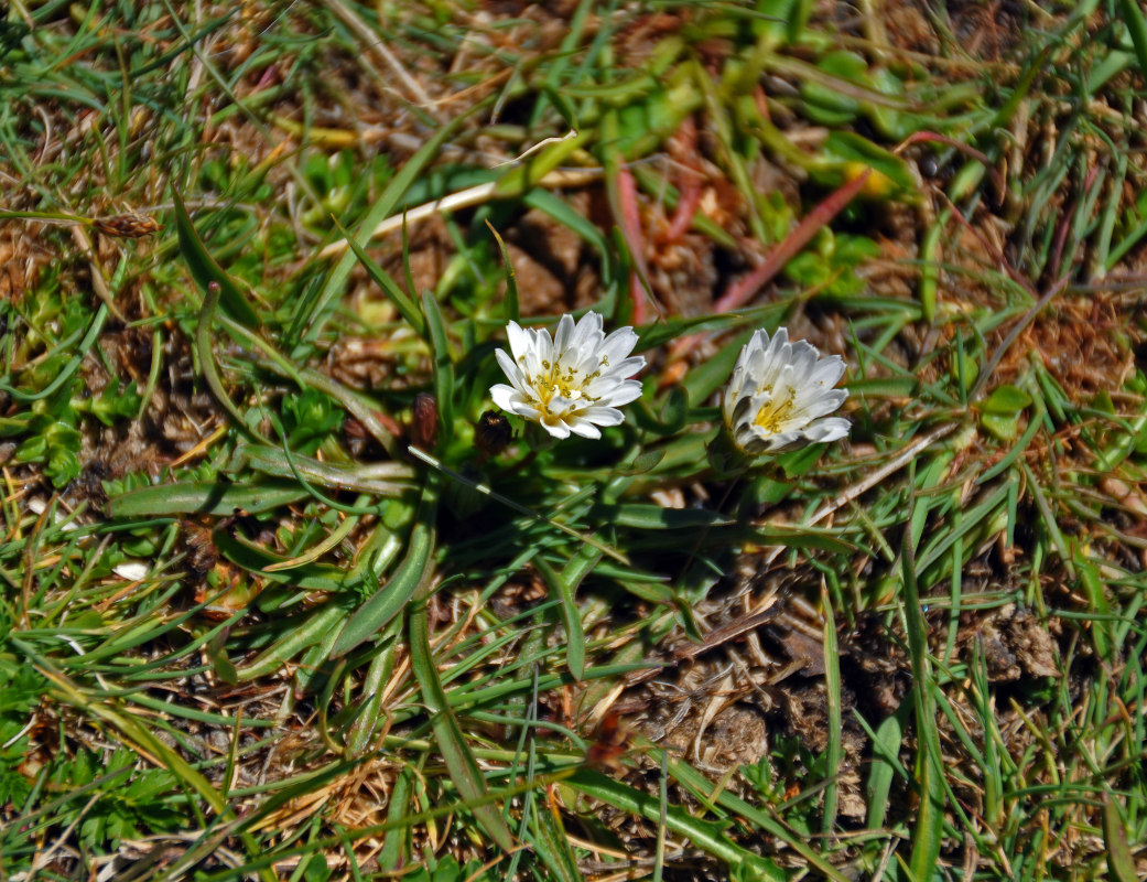 Изображение особи Taraxacum leucanthum.