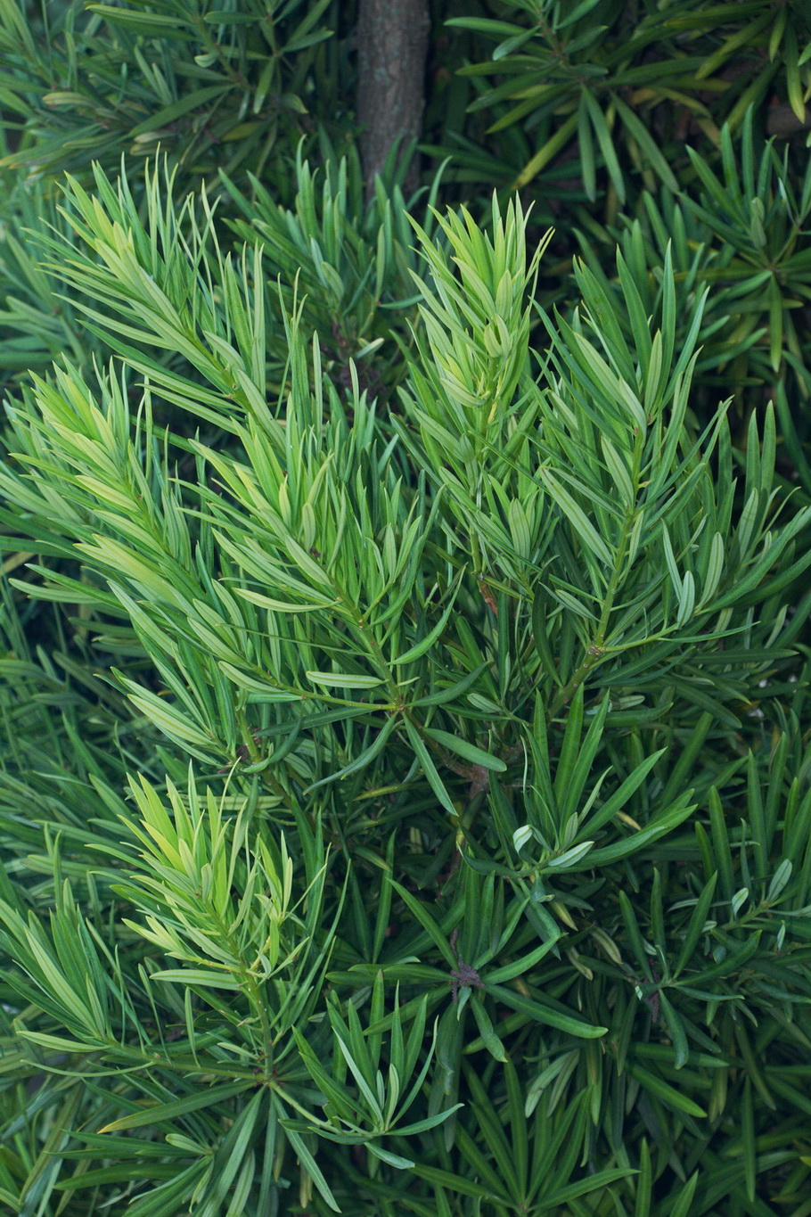 Изображение особи Podocarpus macrophyllus.