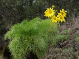 Coreopsis gigantea