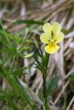 Viola lutea подвид sudetica