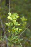 Euphorbia amygdaloides. Верхушка цветущего растения. Крым, Бахчисарайский р-н, окр. пещерного г. Эски-Кермен, лес по дороге к пещерному монастырю Шулдан. 04.05.2009.