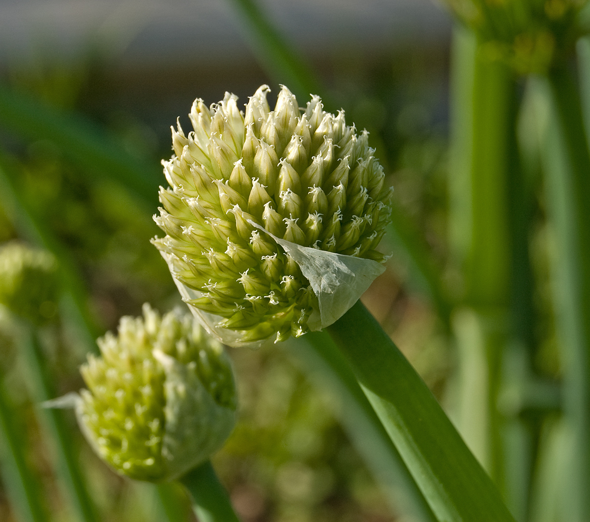 Изображение особи Allium fistulosum.