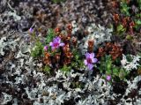 Saxifraga oppositifolia. Цветущие растения. Мурманская обл., Хибины, перевал Южный Рисчорр, ≈ 900 м н.у.м., лишайниковая тундра. 08.08.2018.