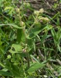 Pulmonaria mollis