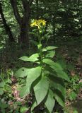 Senecio propinquus. Цветущее растение. Карачаево-Черкесия, Урупский р-н, окр. с. Курджиново, широколиственный лес. 3 августа 2019 г.