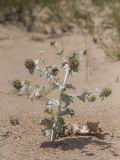 Eryngium maritimum. Плодоносящее растение. Краснодарский край, ГО Анапа, окр. ст. Благовещенская, приморские песчаные дюны. 06.08.2019.