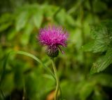 Cirsium heterophyllum. Верхушка побега с соцветием. Челябинская обл., Саткинский р-н, окр. пос. Зюраткуль, в смешанном лесу. 07.08.2019.