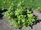 Eupatorium cannabinum