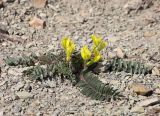 Astragalus utriger