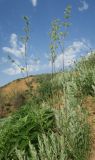 Silene chersonensis. Цветущее мужское растение. Украина, г. Луганск, пос. Вергунский разъезд, степная балка, склон юго-западной экспозиции, разреженная степная растительность на выходах глинистых пород. 16.05.2021.