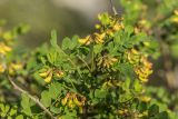 Hippocrepis emeroides. Верхушка побега с соцветиями в бутонах. Краснодарский край, м/о г. Геленджик, окр. пос. Кабардинка, мыс Дооб, приморский склон. 03.05.2021.