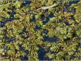Salvinia natans. Растения, плавающие на поверхности озера. Чувашия, окр. г. Шумерля, пойма р. Сура, оз. Змеиная Лужа. 8 октября 2010 г.