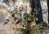 Erodium malacoides