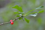 Daphne mezereum