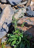 Gastrolychnis gonosperma. Расцветающее растение. Алтай, Северо-Чуйский хр., окр. ледника Малый Актру, ≈ 2300 м н.у.м., каменистый склон. 04.07.2021.