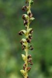 Pedicularis incarnata. Часть соплодия с незрелыми плодами. Мурманская обл., г. Кировск, Полярно-Альпийский ботанический сад, травяной березняк. 10.08.2010.