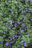 Glechoma hederacea. Цветущие растения. Приморский край, г. Владивосток, во дворе школы №48, под пологом древесных насаждений. 14.05.2022.