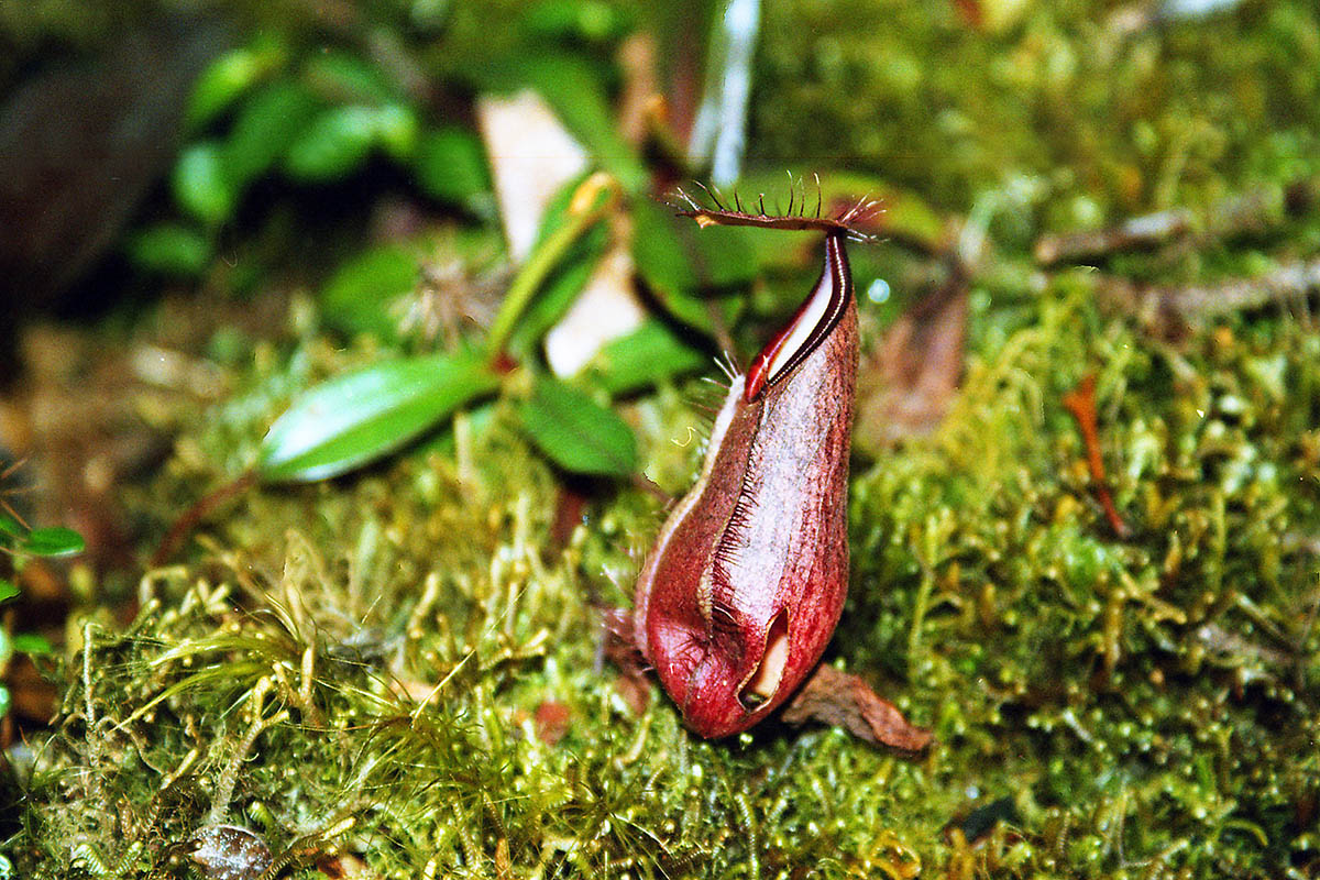 Изображение особи род Nepenthes.