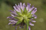 Knautia arvensis