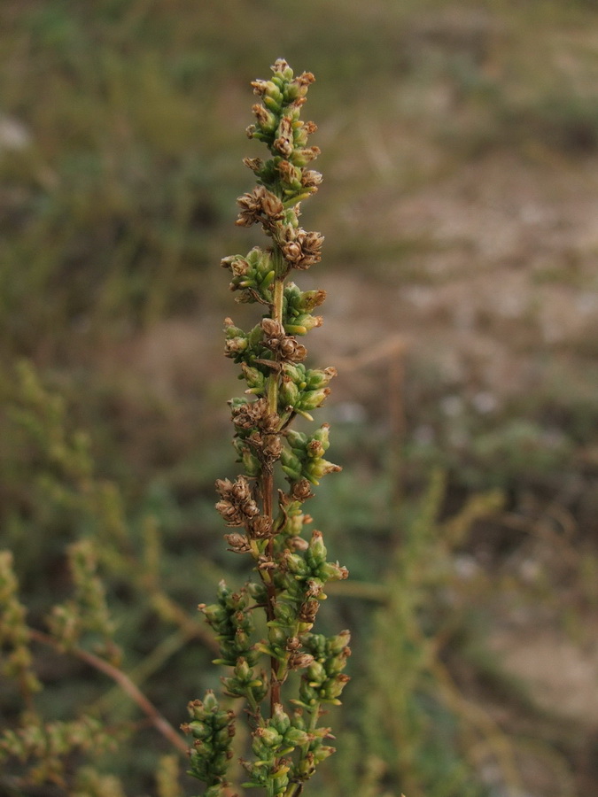 Изображение особи Artemisia arenaria.