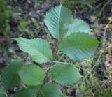 Ulmus laevis