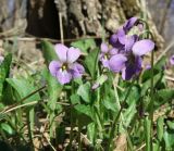 Viola hirta. Побеги с цветками. Луганская народная республика, г. Луганск, балка Калмыцкий Яр, лесопосадка. 04.04.2024.