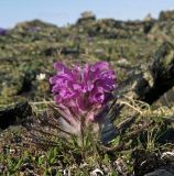 Pedicularis alopecuroides. Цветущее растение. Чукотка, побережье Чаунской губы, горный массив Певек. 08.06.2005.