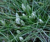 род Ornithogalum