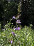 Campanula rapunculus