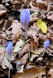 Crocus speciosus