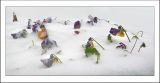 Viola wittrockiana. Цветущие растения под снегом. Черноморское побережье Кавказа, г. Новороссийск, в культуре. 14 декабря 2009 г.