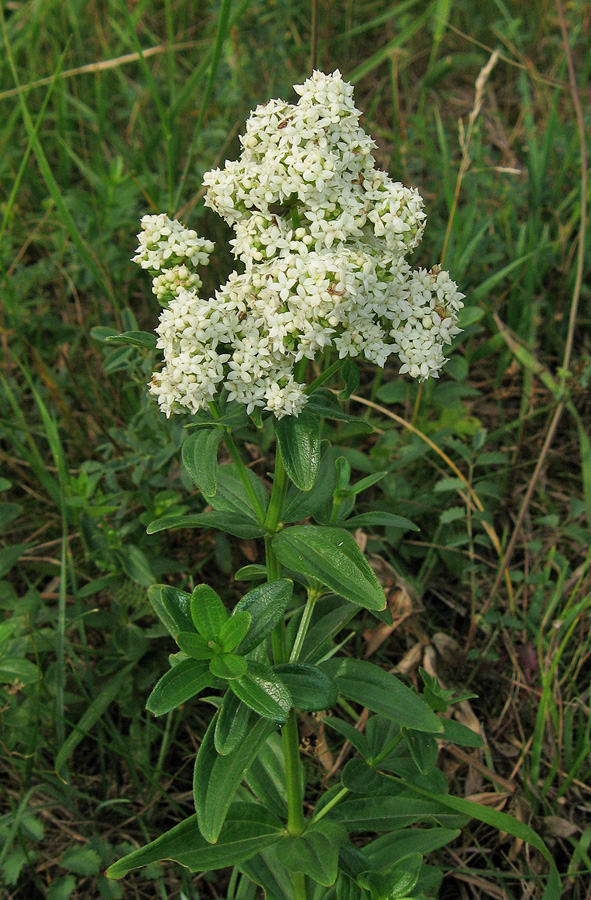 Изображение особи Galium rubioides.