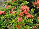 Ixora coccinea. Верхушки побегов с соцветиями. Таиланд, Бангкок. 17.06.2013.