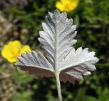 Potentilla nivea. Лист (вид снизу). Хабаровский край, Ванинский р-н, хр. Большой Ян, гора Скала. 28.06.2013.