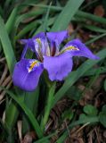 Iris unguicularis. Цветок среди листьев. Крым, окр. Ялты, Никитский сад, в культуре. 13 января 2014 г.