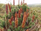 Dracophyllum persistentifolium. Отцветающее растение. Многие цветки вскрыты птицами. Австралия, о. Тасмания, национальный парк \"Крэдл Маунтин\". 26.02.2009.