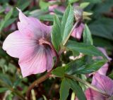 Helleborus orientalis. Верхушка побега с цветками (у цветков вид со стороны цветоножек). Германия, г. Кемпен, в парке. 23.02.2014.