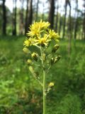 Crepis praemorsa