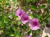 Ipomoea pes-caprae