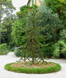 Araucaria araucana. Молодое растение. Италия, Падуя (Padova), Ботанический сад Падуанского университета (Orto Botanico). Июль 2014 г.