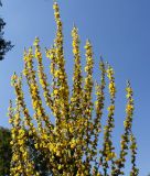 Verbascum olympicum