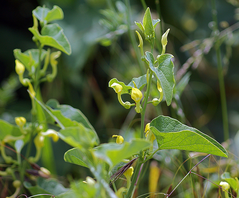 Изображение особи Aristolochia clematitis.