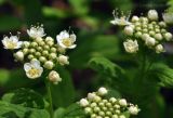 Spiraea sericea