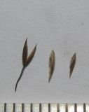 Colpodium versicolor