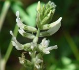 Oxytropis baicalia. Верхушка соцветия. Бурятия, Тункинский р-н, окр. пос. Аршан, лес. 18.07.2014.