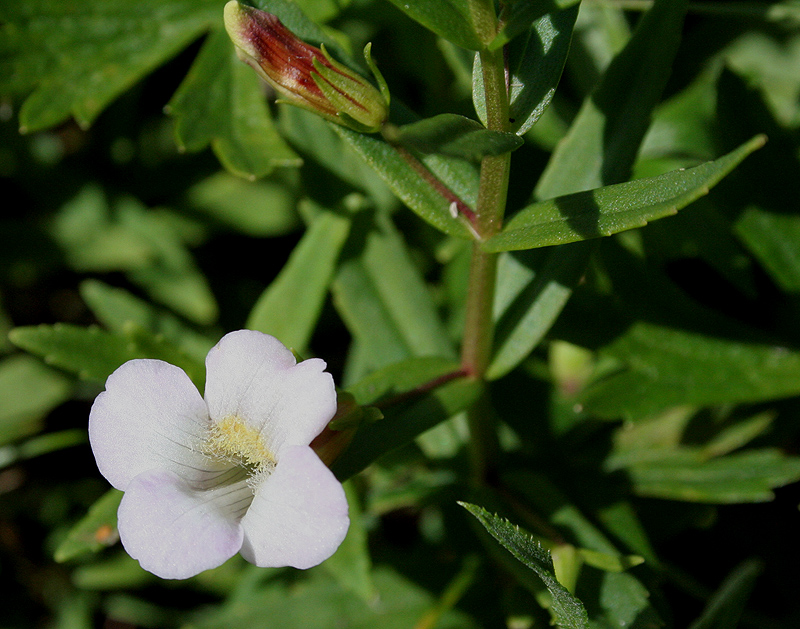 Изображение особи Gratiola officinalis.